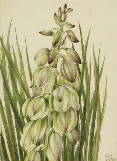 Yucca (Yucca baileyi) da Mary Vaux Walcott