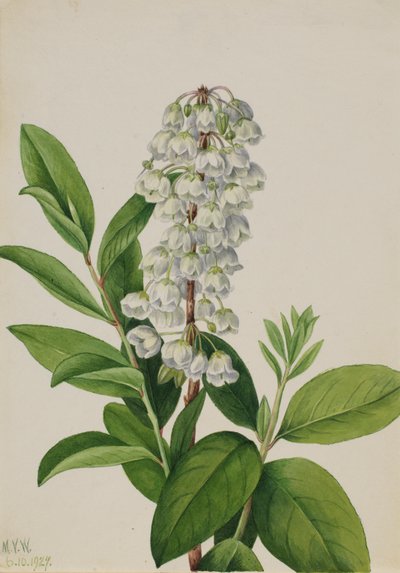 Zenobia Zenobia cassinifolia, 1927 da Mary Vaux Walcott