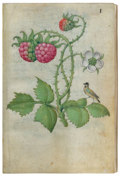 Libro di studi sui fiori, ca. 1510-1515 da Master of Claude de France