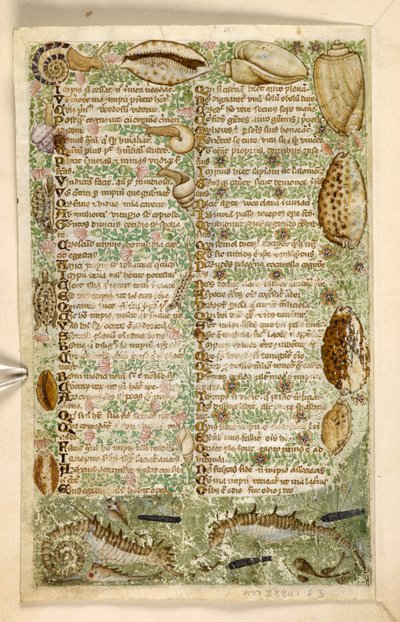 Add. 28841, f.3v: Cavallucci marini, lumache e conchiglie, da un Trattato sulle Virtù e i Vizi, e una storia anonima in prosa della Sicilia (frammento), c.1330-40 da Master of the Cocharelli Codex