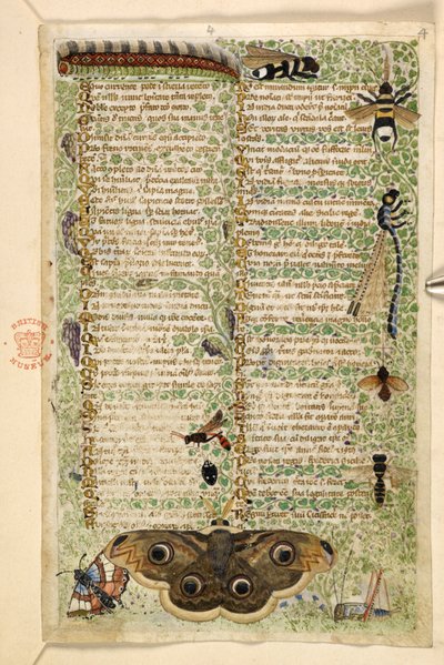 Vespe, falene, libellule e un bruco, da un Trattato sulle Virtù e i Vizi, e una storia anonima in prosa della Sicilia (frammento), c.1330-40 da Master of the Cocharelli Codex