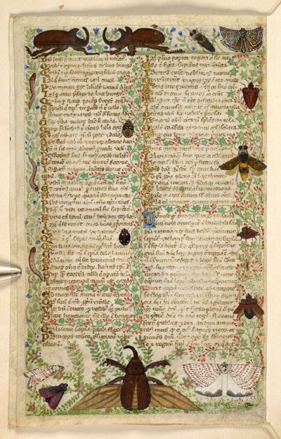 Falene e coleotteri cornuti, da un Trattato sulle Virtù e i Vizi, e una storia anonima in prosa della Sicilia (frammento), c.1330-40 da Master of the Cocharelli Codex