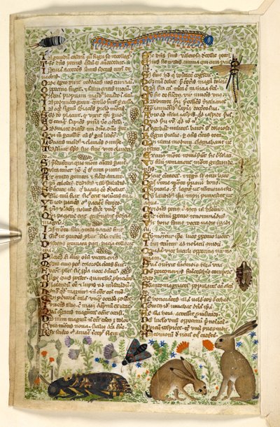 Conigli e insetti, tra cui un bruco, una libellula e una falena, da un Trattato sulle Virtù e i Vizi, e una storia anonima in prosa della Sicilia (frammento), c.1330-40 da Master of the Cocharelli Codex