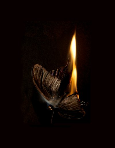 Burning Butterfly 13, 2013 (stampa Lambda) da Mat Collishaw