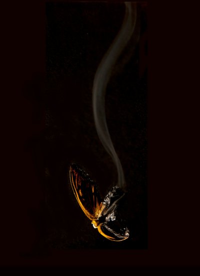 Burning Butterfly 15, 2013 (Lambda print) da Mat Collishaw