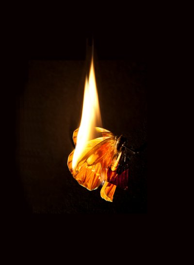 Burning Butterfly 17, 2013 (Lambda print) da Mat Collishaw