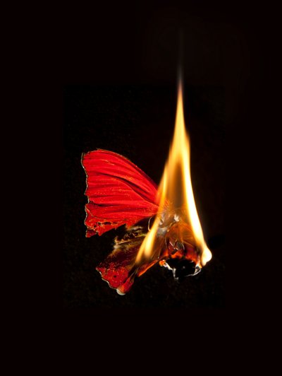Burning Butterfly 18, 2013 (Lambda print) da Mat Collishaw