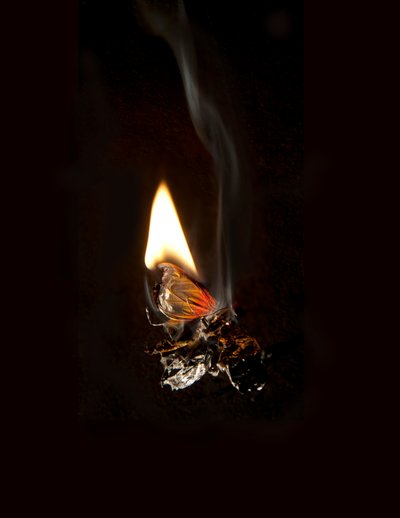 Burning Butterfly 19, 2013 (Lambda print) da Mat Collishaw