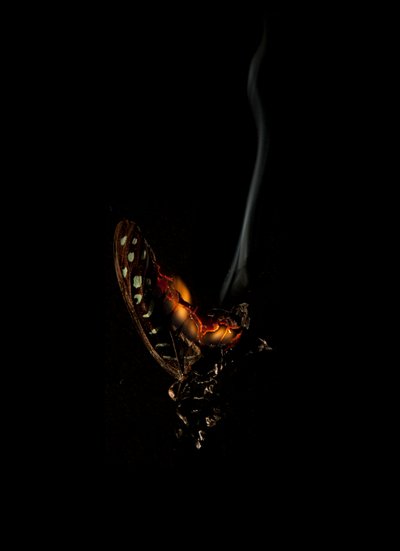 Burning Butterfly 5, 2013 (stampa Lambda) da Mat Collishaw