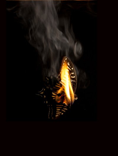 Burning Butterfly 9, 2013 (stampa Lambda) da Mat Collishaw