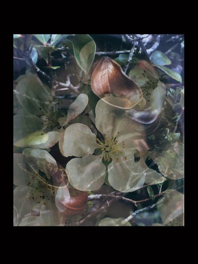 Carnefici 5 da Mat Collishaw