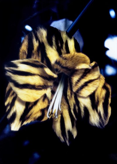 Giglio tigrato da Mat Collishaw