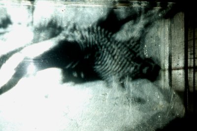 Wormery, 2009 (legno, vetro, acciaio, proiettore e lettore) da Mat Collishaw