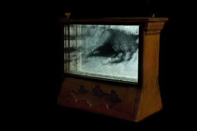 Wormery, 2009 (legno, vetro, acciaio, proiettore e lettore) da Mat Collishaw