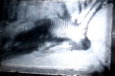 Wormery, 2009 (legno, vetro, acciaio, proiettore e lettore) da Mat Collishaw