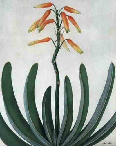 Aloe Striata da Matilda Conyers