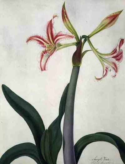 Amaryllis Vitata da Matilda Conyers