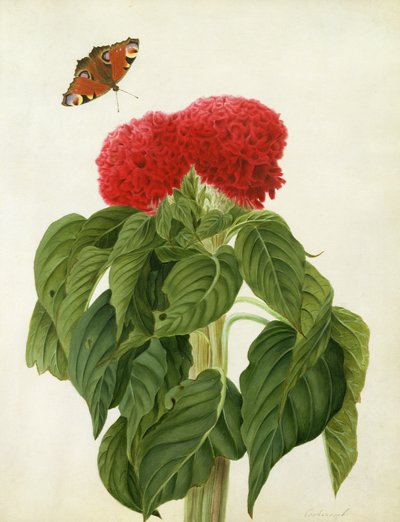 Celosia Argentea Cristata e Farfalla da Matilda Conyers