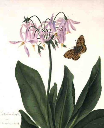 Dodecatheon Meadia e Farfalla da Matilda Conyers
