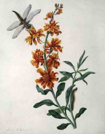 Erysium Cheiri con Libellula e Bruco da Matilda Conyers