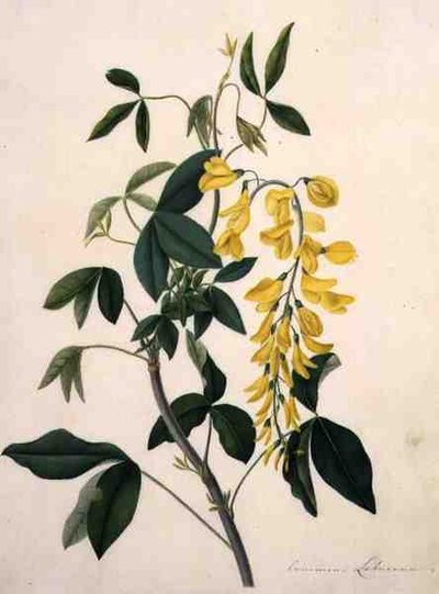 Laburnum Anagyroides da Matilda Conyers