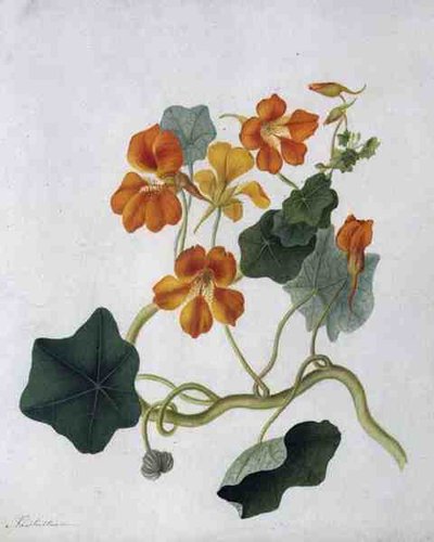 Tropaeolum da Matilda Conyers