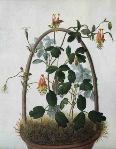Tropaeolum Tuberosum da Matilda Conyers