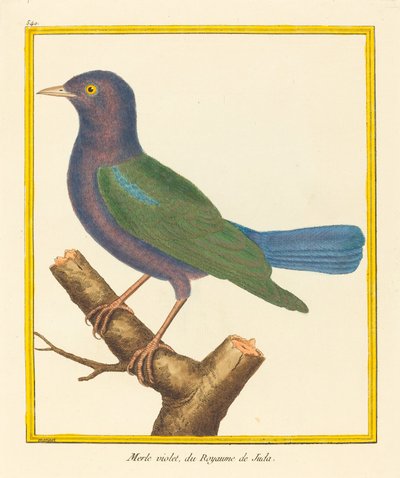 Merlo viola, del Regno di Giuda da Matinet