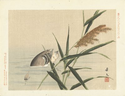 Anatra che si tuffa vicino alle canne da Matsumura Keibun