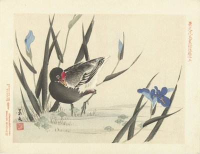 Folaga tra iris blu da Matsumura Keibun