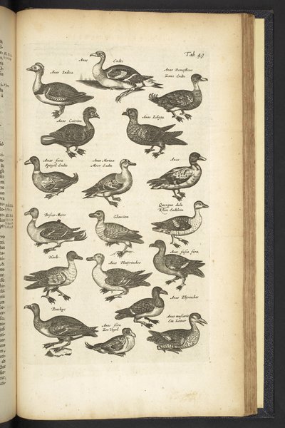Tab 49, Anatre, Illustrazione da 