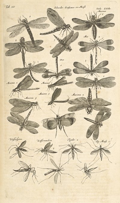 Tab III, Libellule, Illustrazione da 