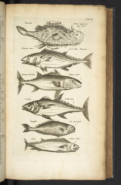 Tab III, Tunas, Illustrazione da 