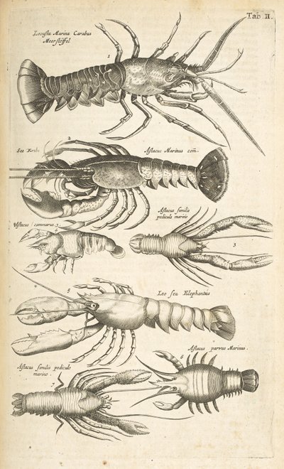 Tab II, Aragoste, Illustrazione da 