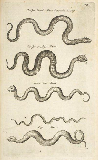 Tab II, Serpenti, Illustrazione da 