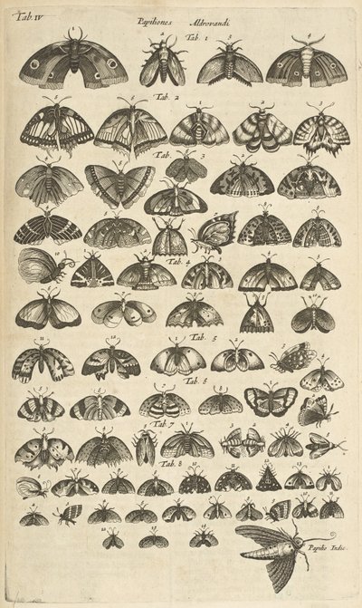 Tab. IV, Farfalle e falene, Illustrazione da 