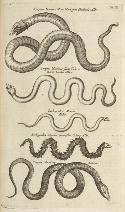 Tab IX, Serpenti marini, Illustrazione da 