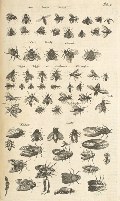 Tab I, Api e Vespe, Illustrazione da 