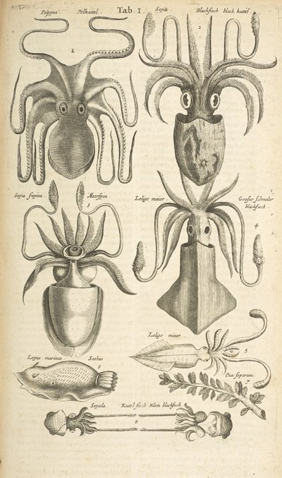 Tab I, Polpo, Illustrazione da 