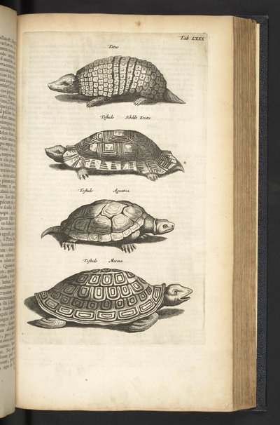 Tab LXXX, Tartarughe, illustrazione da 