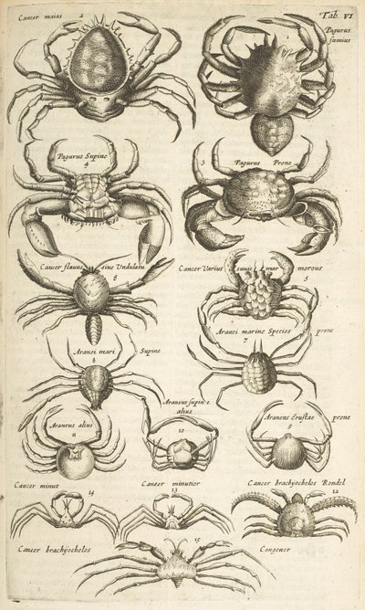 Tab VI, Granchi, Illustrazione da 