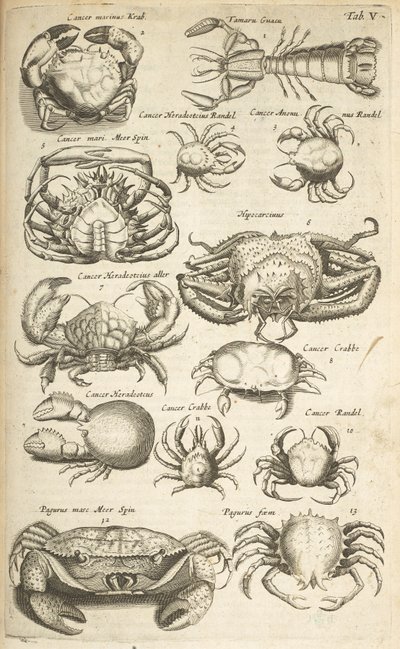 Tab V, Granchi, Illustrazione da 