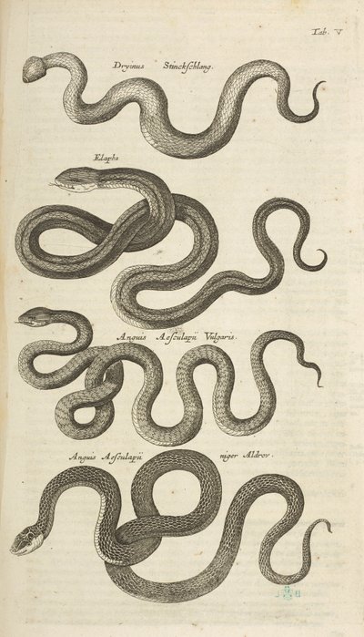 Tab V, Serpenti, Illustrazione da 