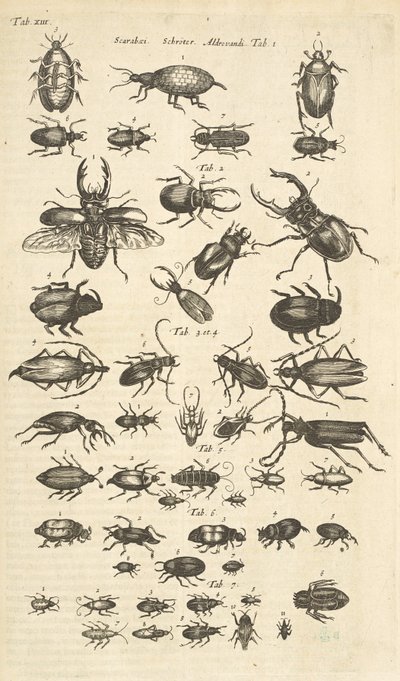Tab XIII, Coleotteri, Illustrazione da 