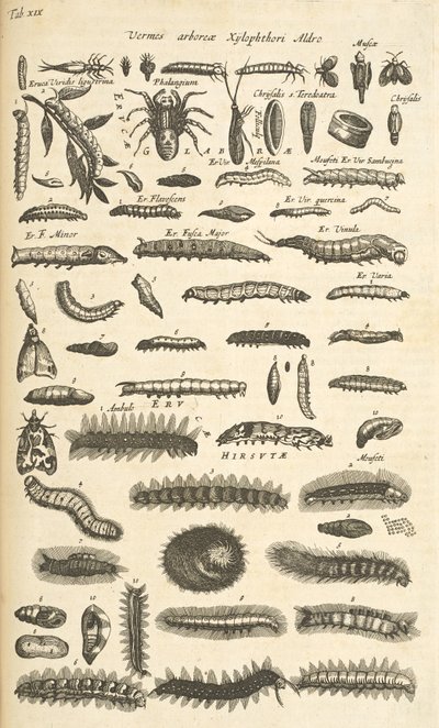Tab XIX, Bruchi, Illustrazione da 