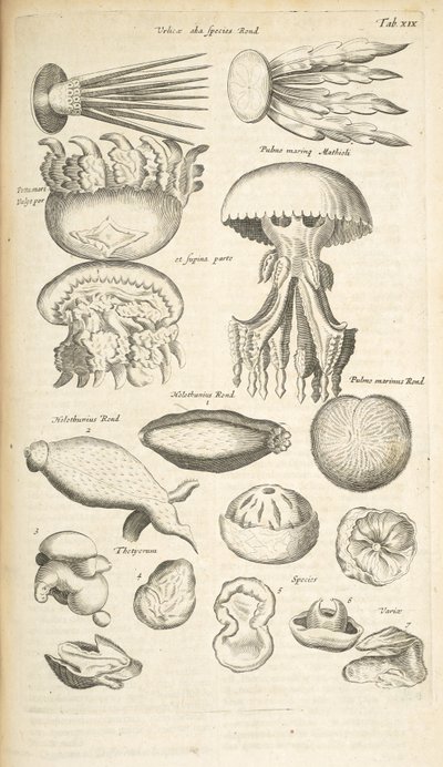 Tab XIX, Meduse, cetrioli di mare e altra vita marina, Illustrazione da 
