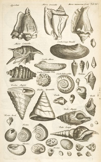 Tab XI, Varie conchiglie, Illustrazione da 