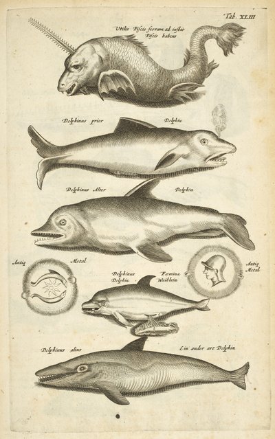 Tab XLIII, Delfini, Illustrazione da 