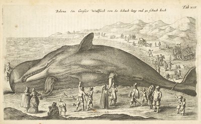 Tab XLII, Balena, Illustrazione da 
