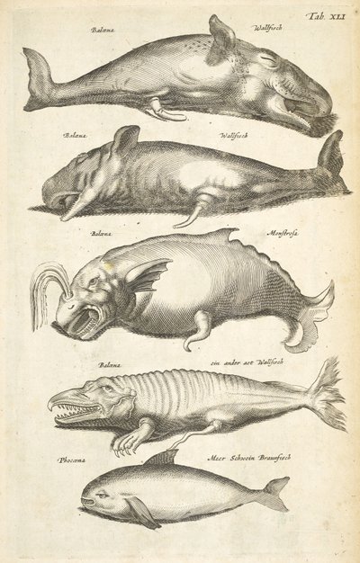 Tab XLI, Balene, Illustrazione da 